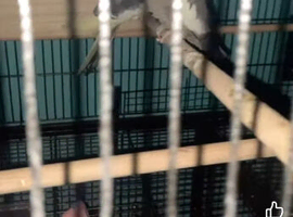 Breeding pair of tiels