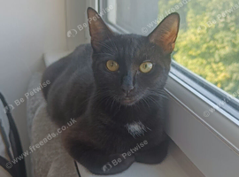 Kittens needing homes