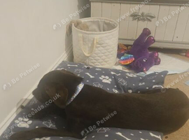 Chocolate labrador