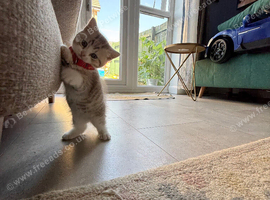 * Beautiful Scottish Straight Kittens for Sale
