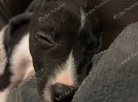 9 week old staff x Lurcher