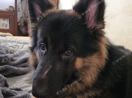 FOR SALE GERMAN SHEPHERD BOY