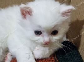 4 male Persian Mixbreed ready for Christmas