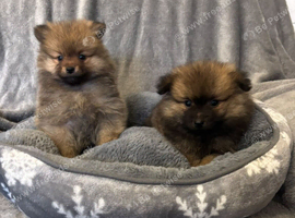 Beautiful teddy bear Pomeranian puppy's