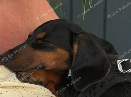 Rolo needs a new forever home ️