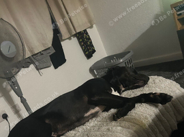 Urgent rehoming