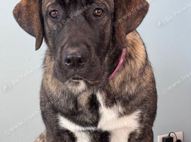 SPIRIT LOOKING FOR HER FOREVER HOME
