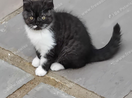 Beautiful kitten