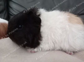 3 adorable baby guinea pigs available for sale