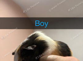 Baby guinea pigs for sale