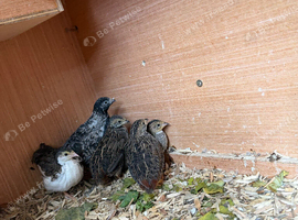 2 groups of quail