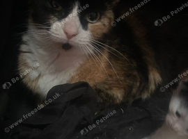 3 beautiful kittens for sale