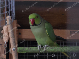 Indian ringneck boy