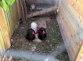 4 bantam chickens