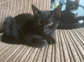 gorgeous black kitty