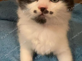 Cat for sale Oxford