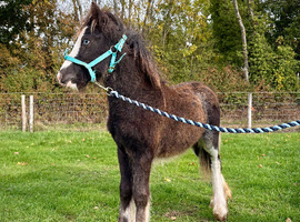 Super Cute Blagdon Cob Colt