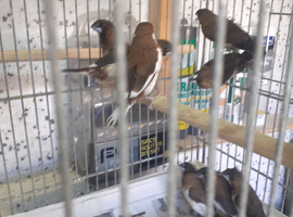 Chocolate Pied Bengalese  2 left