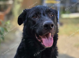 German shepherd cross