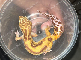 1 year old leopard gecko sub adult for sale