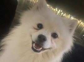 Beautiful white male