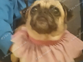6 year old female poppy