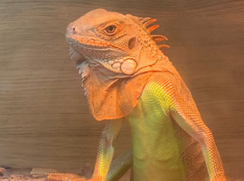 Albino and red iguanas