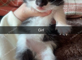 5 gorgeous kittens