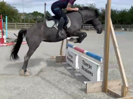 Perfect 2nd Pony Blue Roan Mare !!!REDUCED!!!