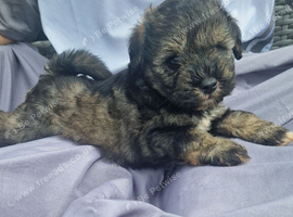 Miniature schnauzer puppies