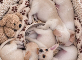 Tiny pale cream Chiweenie puppies ! Father Import from Las Vegas