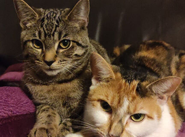 3 cats to rehome