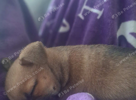 Chihuahua
