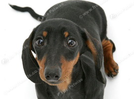 2 female dashound 15 months old