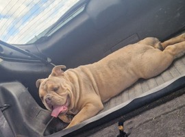 Bullsog pup lookong.for forever home