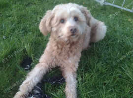 Stud available Powder puff Chinese crested male