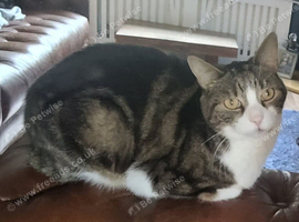 Lost brown & white tabby