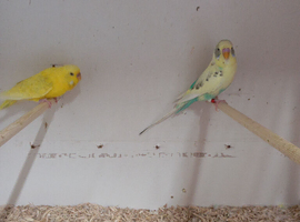 Pair of  budgies &pound;50
