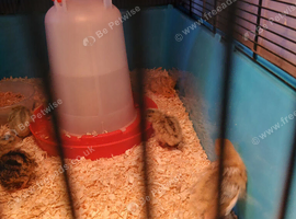11 baby japanese quails