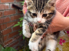 Kitten needs rehoming