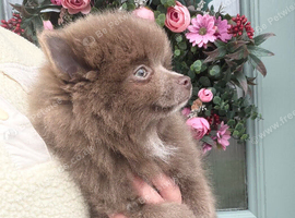 Beautiful Pomeranian pups