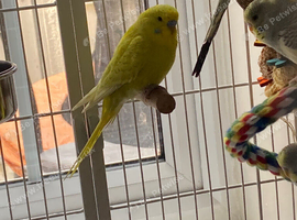Budgie cocks