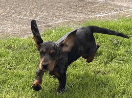 Dachshund x Cocker Spaniel dapple girl only