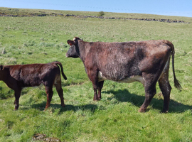 Private Sale, Cow and Calf