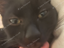 Loki