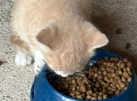 5 lovely kittens for sale
