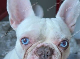 Albino French bulldog