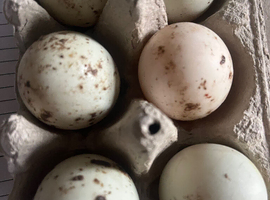 White Call Duck eggs in Bolton