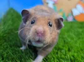 Pedigree Syrian Hamster Boy