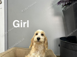 Snowflake beautiful girl cockapoo